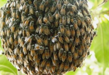 Дикие пчелы все реже опыляет цветы и чаще гибнут