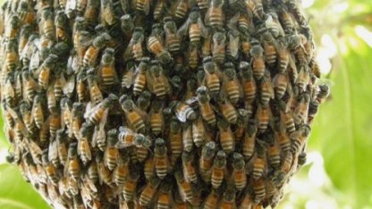 Дикие пчелы все реже опыляет цветы и чаще гибнут