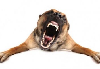 Ит қапса қайтпек керек - Дәрігер мен заңгерден кеңес