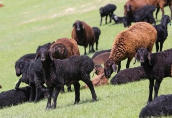 Қазақ денсаулығын сақтау үшін қойдан ажырамауы керек