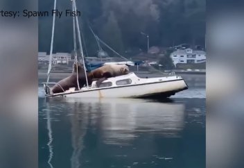 Алып морждар таспаға тартылып қалды (видео)