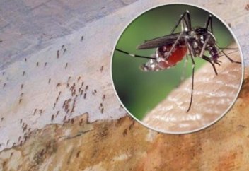 ШЫБЫНДАР «ШЕРУІ»