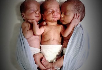 Тек анасы ғана танып, ажырата алатын британдық үшемдер (фото)