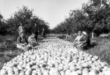 Король әулетін тамсандырған аңыз алма. Архив суреттері