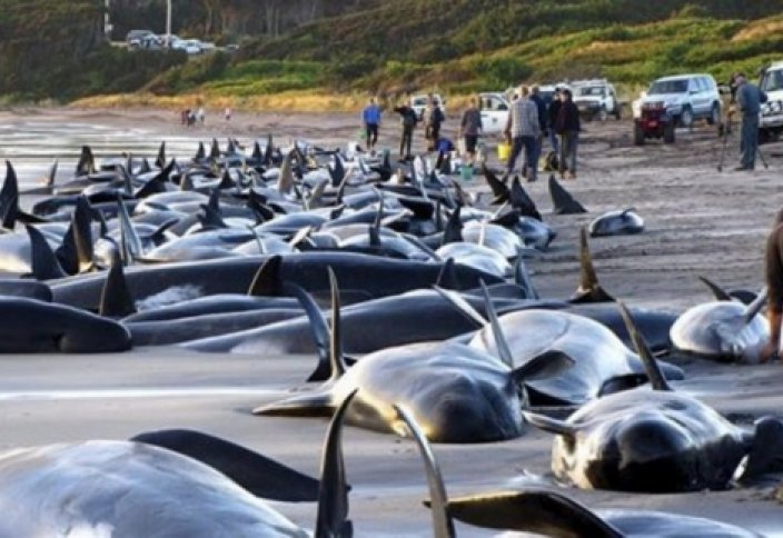 Чилиде 337 киттің өлексесі табылды  (видео)