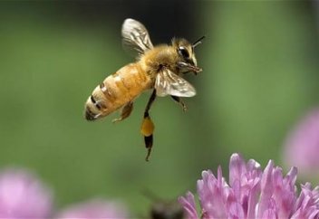 Аралар санағы жүргізілді (фото)