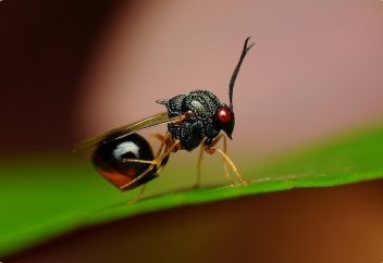 Экологиялық білінбейтін апат адамзатты құрдымнан бір-ақ шығарады