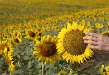 Өсімдік майынан дизель отынын алуға болады