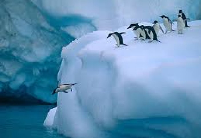 Жануарлар әлeмі: Адель пингвиндері айсберг құрсауында қалды (ВИДЕО)