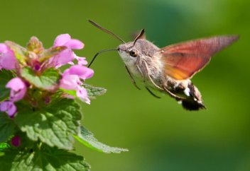 Гүлдерді тозаңдандыруда көбелектер аралардан асып түсті