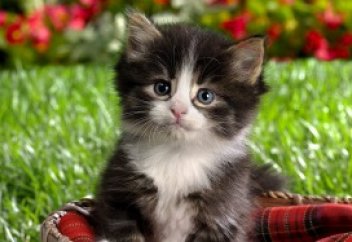 Раскрыта тайна происхождения домашних кошек