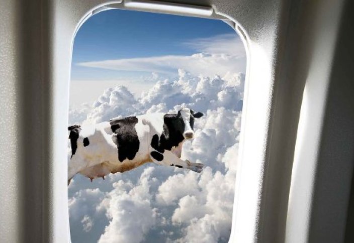 Разные: В США ОБЪЯВИЛИ В РОЗЫСК КОРОВУ С УДИВИТЕЛЬНЫМИ СПОСОБНОСТЯМИ