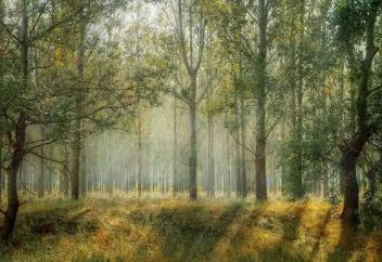 Әлемдегі күллі орманның аумағы қанша гектар немесе планетаға ең зиянды он орман