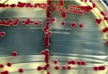 Супербактерияға қарсы, антибиотикке қатысты екі жаңалық