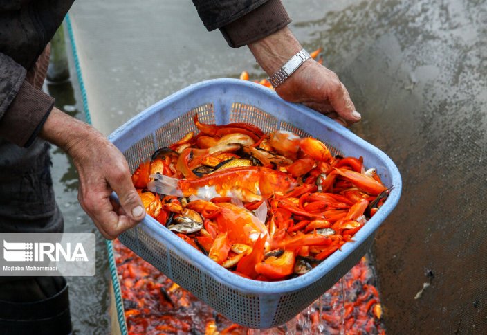 Разведение золотых рыбок в Реште (Иран)