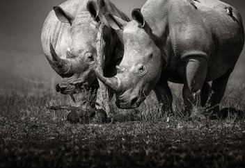 Жойылу алдында тұрған тіршілік иелері (фото+видео)