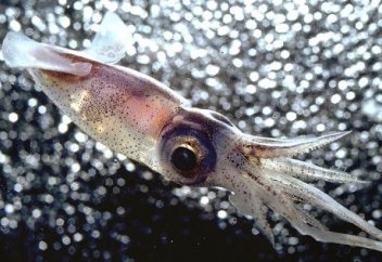 Генетикалық ақпаратын өз бетінше редакциялай алатын жануар