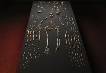 Новый вид человека обнаружили в ЮАР