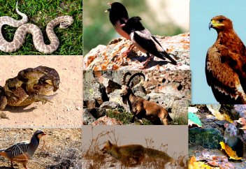 «Ақсу Жабағылы» қорығы ЮНЕСКО-ның қорықтар желісіне енгізілді