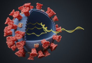 Коронавирустың мутацияланған штамы тарай бастады. Ғалымдар не дейді?