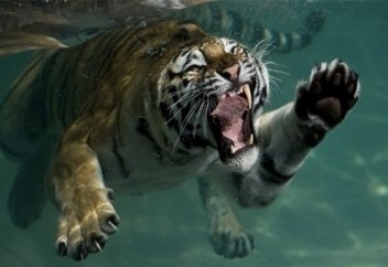 Ашынған айуан - таланған адам. Мәңгілік айқас (видео)