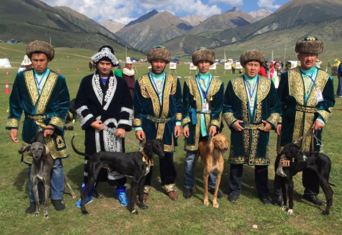 "Итбегілік" хотят признать официальным видом спорта в Казахстане. Борзые породы тазы на грани вымирания в Казахстане (видео)