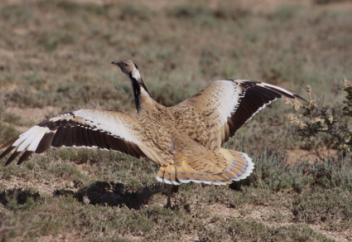 Араб шейхтеріне елімізде Қызыл кітапқа енген дуадақтарды аулауға рұқсат берілді