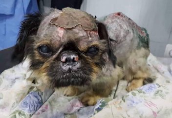 «Поджигают, бьют, бросают в кипяток… » Почему в Армении привыкли мучить и убивать животных ради забавы