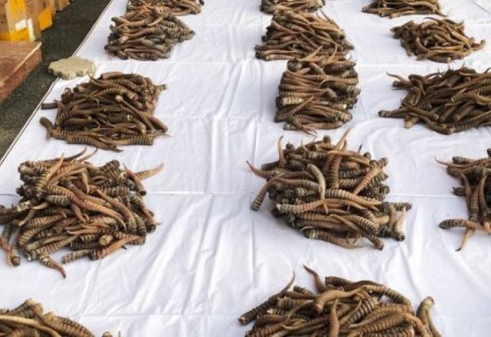 Что делают с изъятыми у браконьеров ценным мясом и рогами