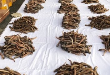 Что делают с изъятыми у браконьеров ценным мясом и рогами