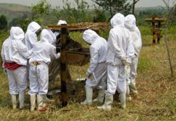 Африкалық фермерлер алқаптарын пілдерден қорғаудың ерекше тәсілін тапты (ФОТО)