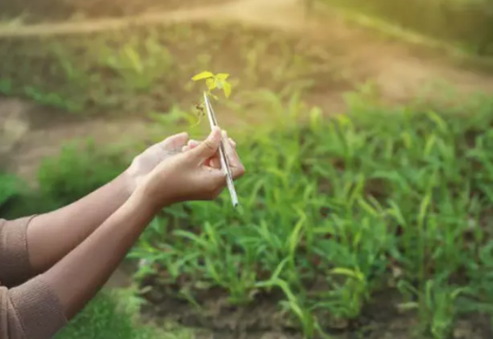 В ОАЭ ужесточают законы для защиты флоры и фауны