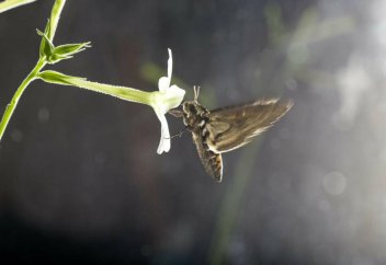 Ластанған ауа жәндіктердің тозаңдандыру процесіне кері әсерін тигізеді