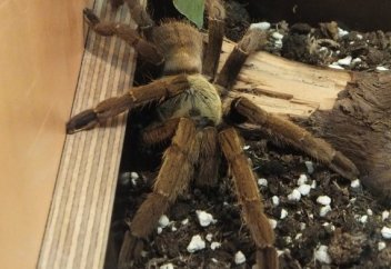 Есірткі секілді тәуелділікті тудырмайтын, ауруды сезіндірмейтін анестетик табылды