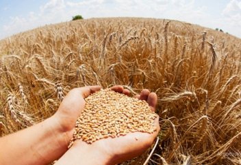 Климаттың қолайсыз жағдайына бейімделген күздік бидайдың жаңа сұрыптары