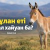 Құлан - еті адал хайуан ба?