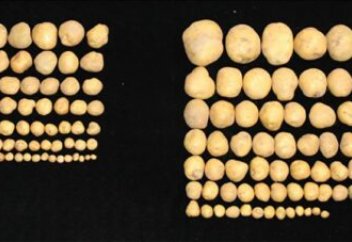 Ірі өнім алу үшін адамның семіздікпен байланысты гені пайдаланылып жатыр