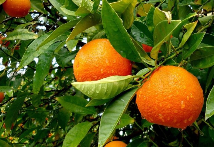 Сбор цитрусовых из тропических садов Кохгилуйе и Бойер-Ахмад (фото)