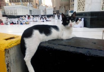 Харам мешітіндегі мысықтар (фото+видео)