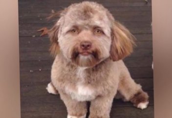 Видео: Удивительные существа, которые внешне сильно напоминают людей