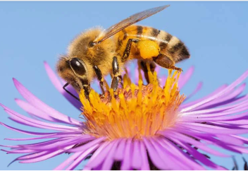 Араның жаңа түрі табылды