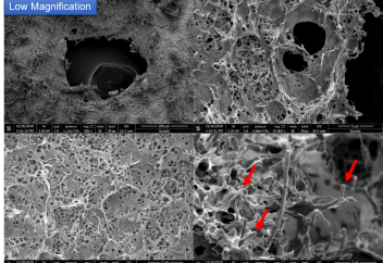 Ученые представили биоразлагаемый пластик из растений. Он правда биоразлагаемый!