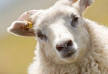 Шығыс Қазақстанда жүргізуші бір отар қойды сотқа берді