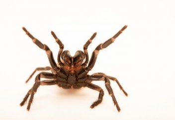 Өрмекшінің еркегі ұрғашысын өзіне қарату үшін... (видео)