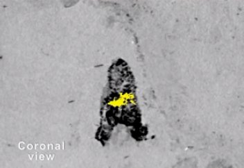 Палеонтологтар тас жүрек тауып алды (ВИДЕО)