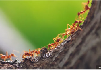 Зиянкестермен күресудің пестицидті қажетсінбейтін тиімді тәсілі табылды