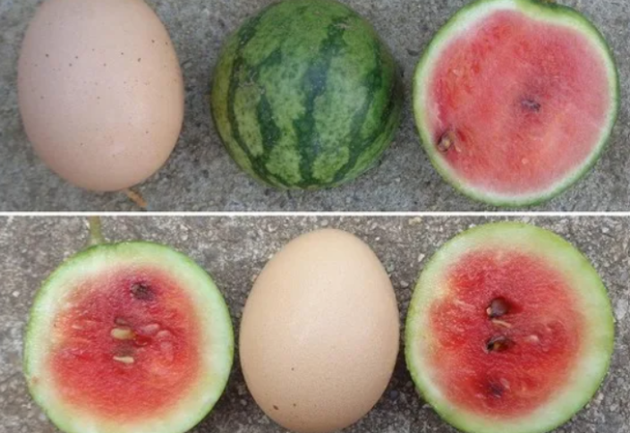 Ғалымдар тауық жұмыртқасындай қарбыз сортын шығарды