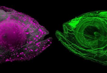 Балық пен бақаны соймай-ақ ішін көруге, зерттеуге мүмкіндік беретін микроскоп жасалды