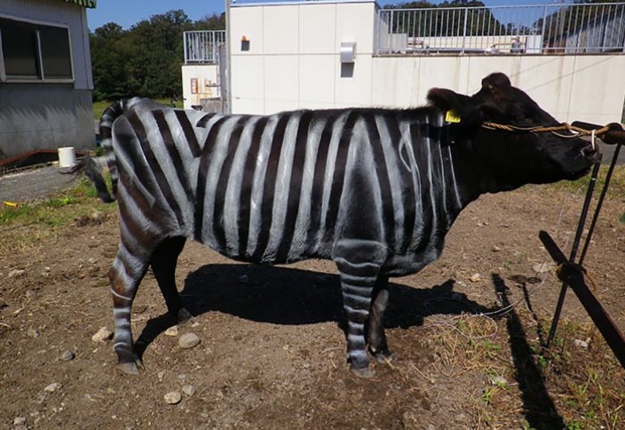 Ученые «создали» гибрид зебры и коровы. Быки без рогов созданы в США путем генетической модификации