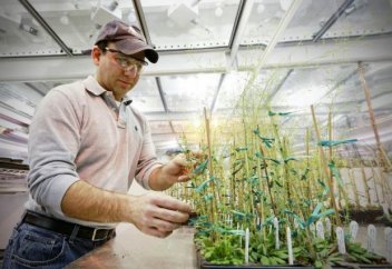 Өсімдіктер ауруды сезе алатын болып шықты